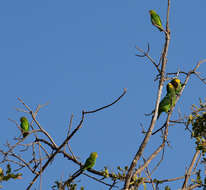 Image of Yellow-fronted Parrot