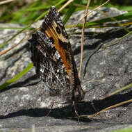 Image of Grayling