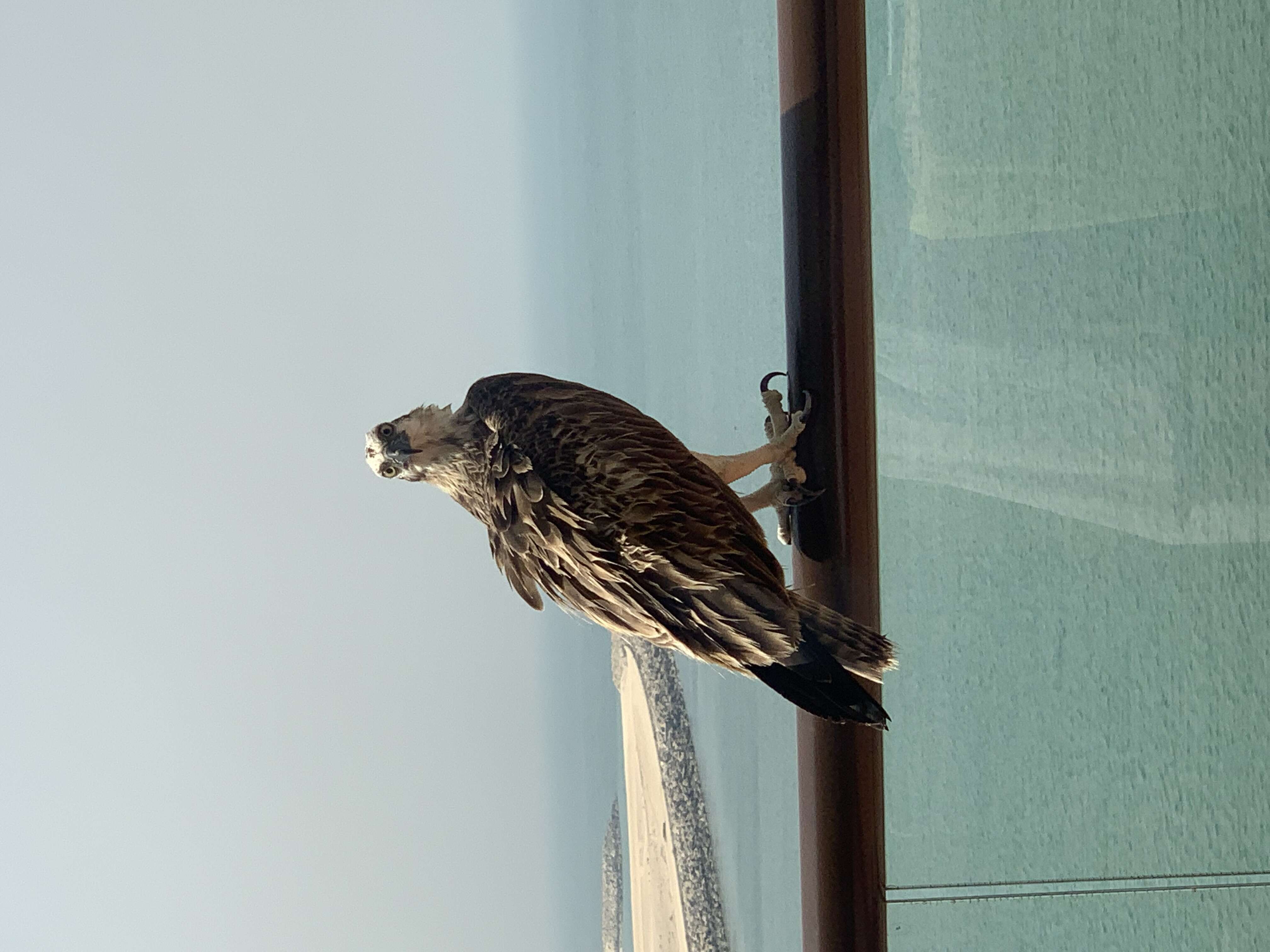 Image of ospreys