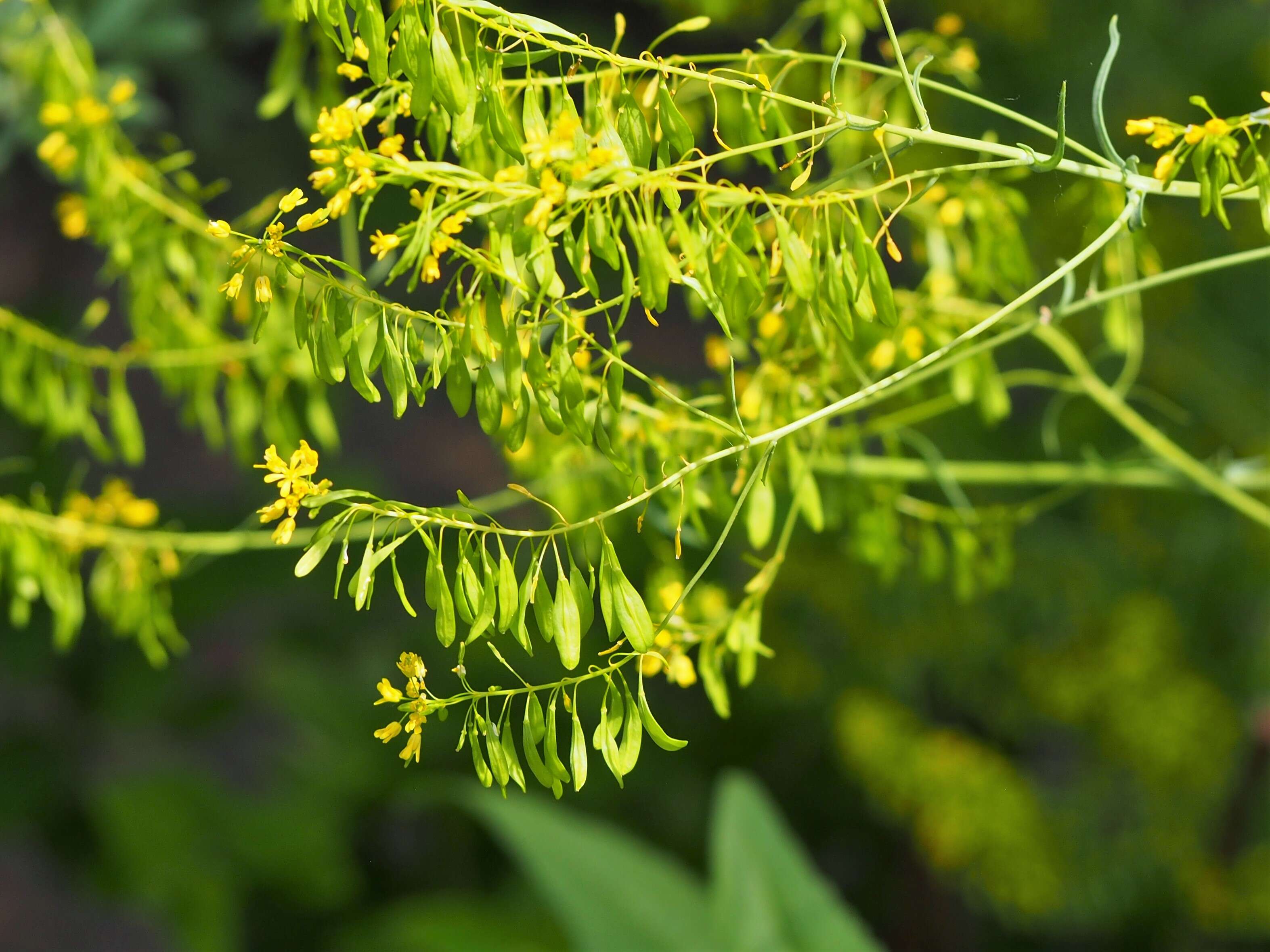 Image of woad