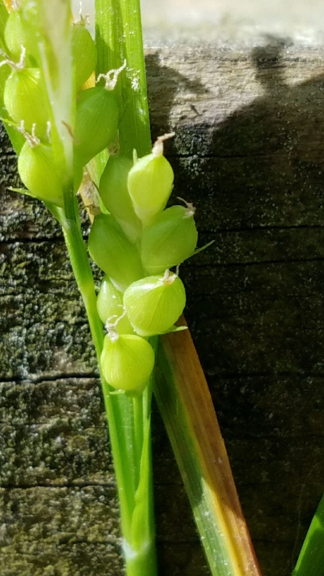 Image of <i>Carex blanda</i>