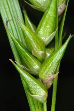 Image of Greater bladder sedge