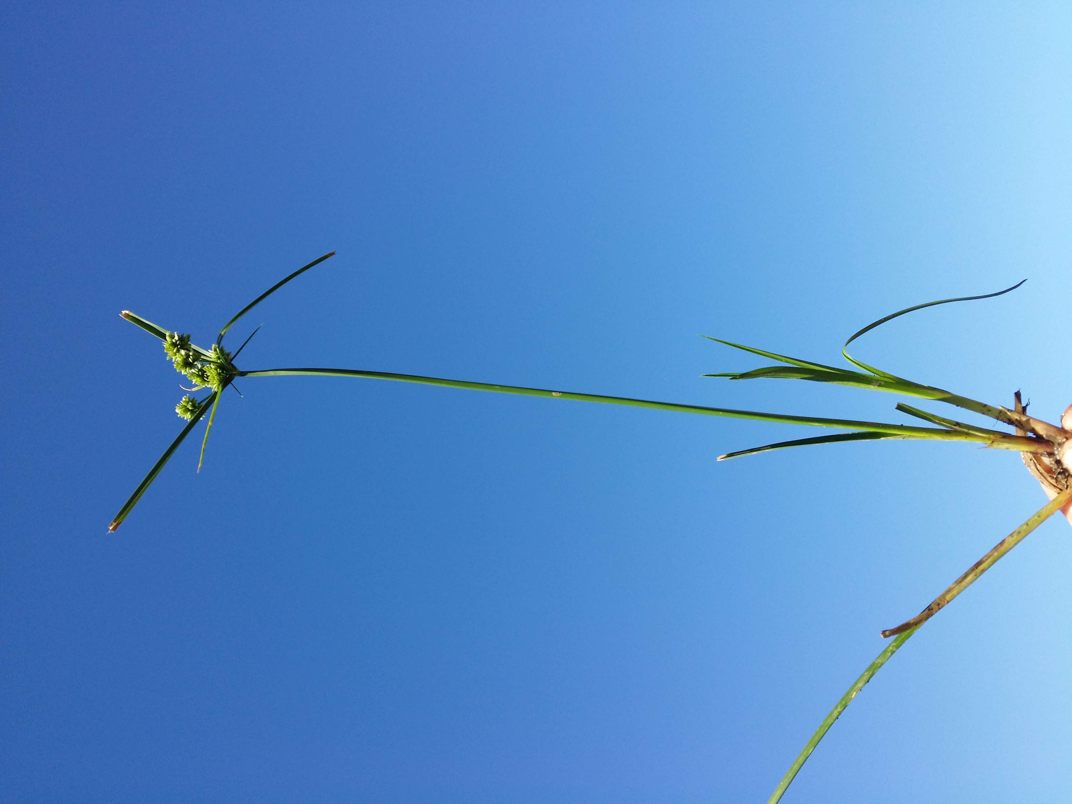 Слика од Cyperus eragrostis Lam.