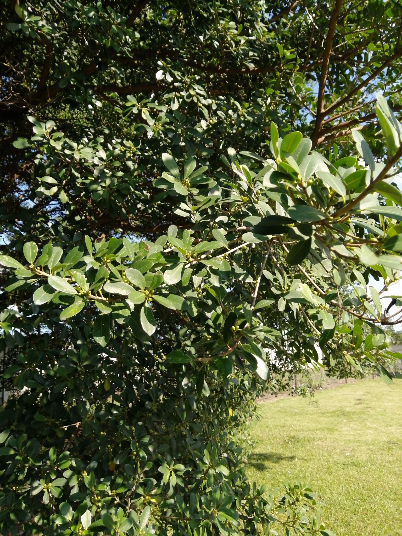 Image of Bark Cloth Fig