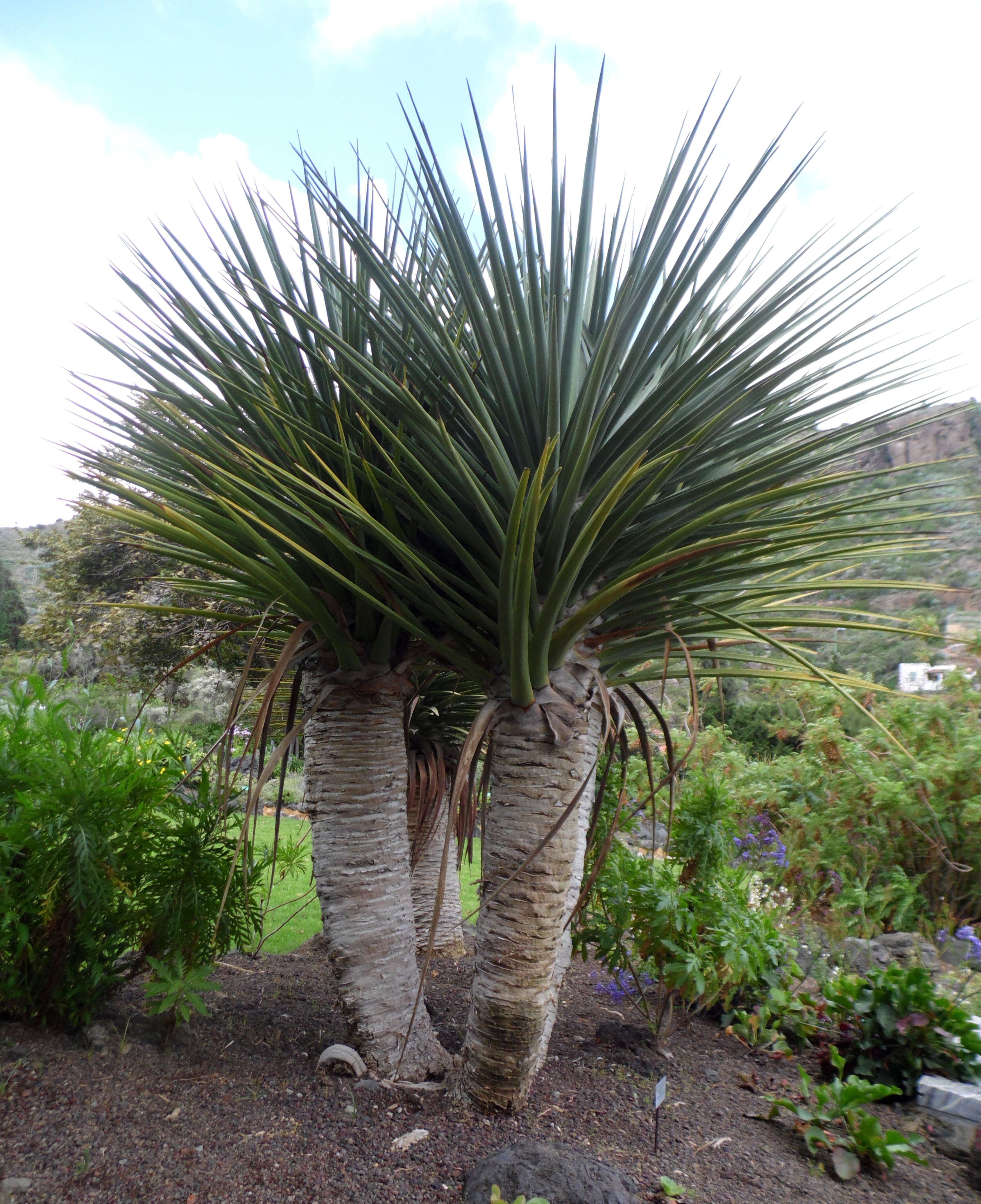 Слика од Dracaena tamaranae Marrero Rodr., R. S. Almeira & M. Gonzáles-Martin