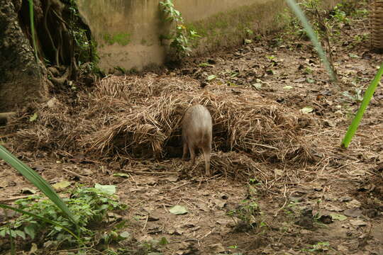 Image of pygmy hog