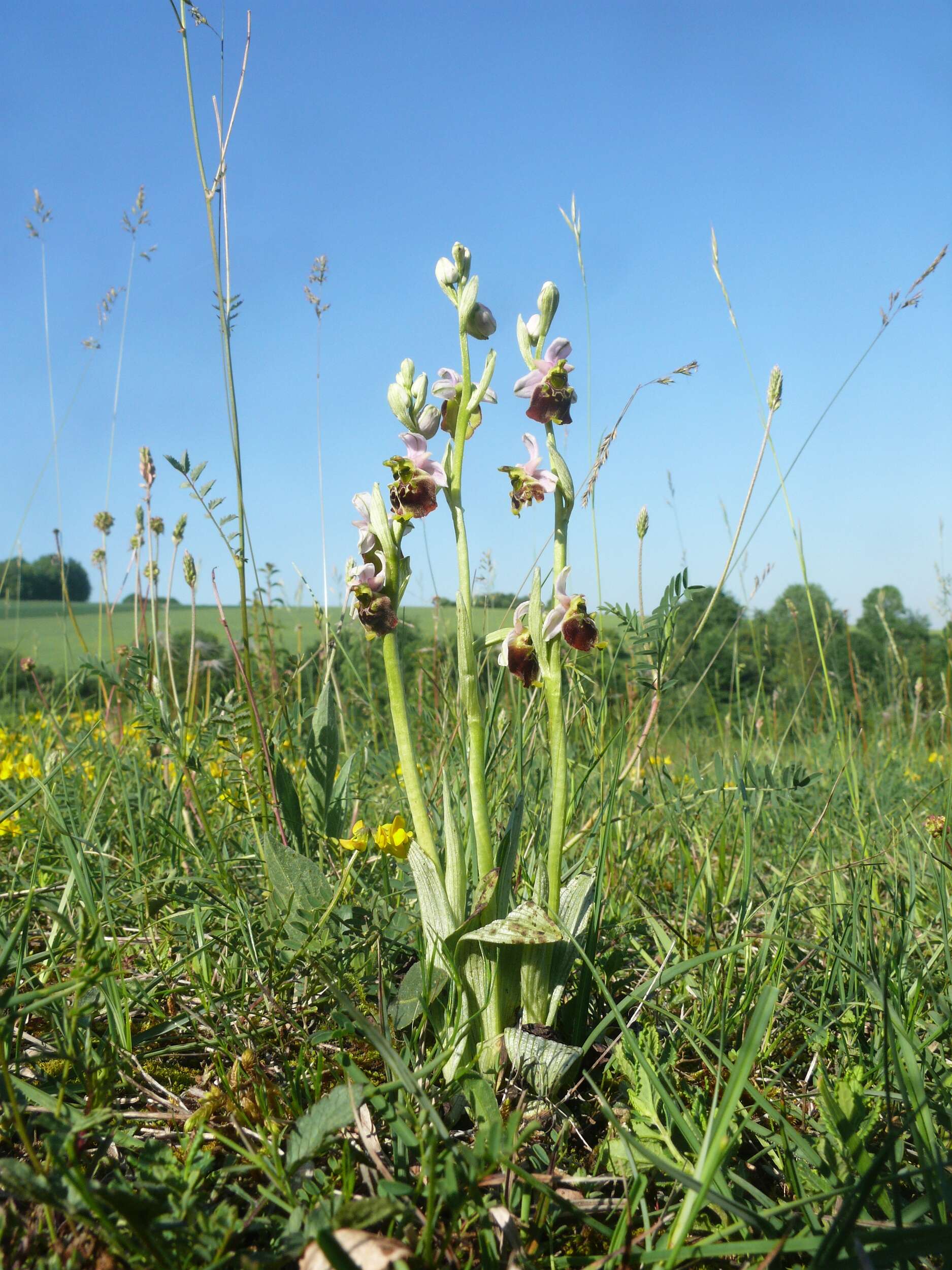 Image of Ophrys holosericea