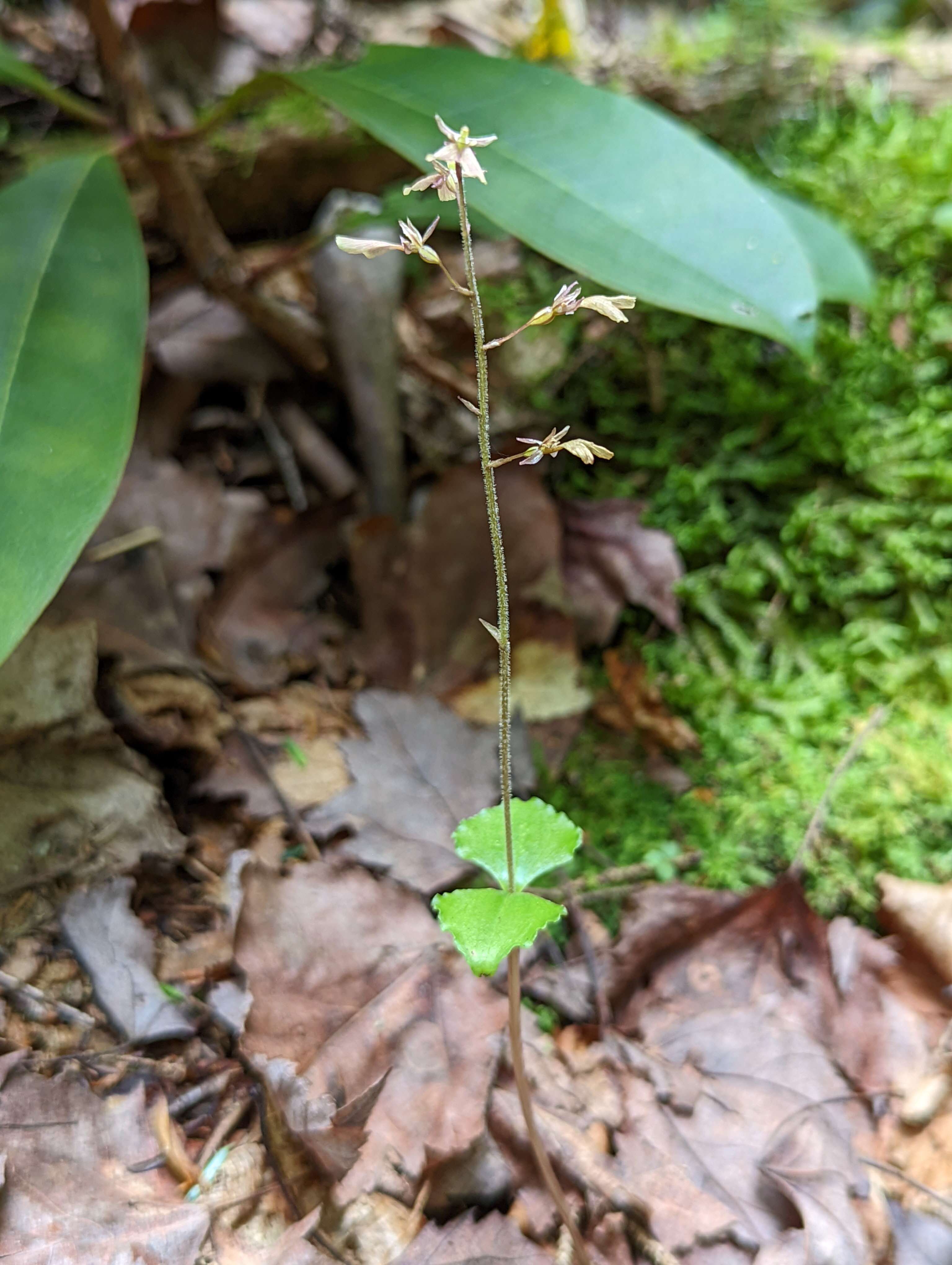 Image of Kidneyleaf twayblade