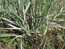 Image de Panicum coloratum L.