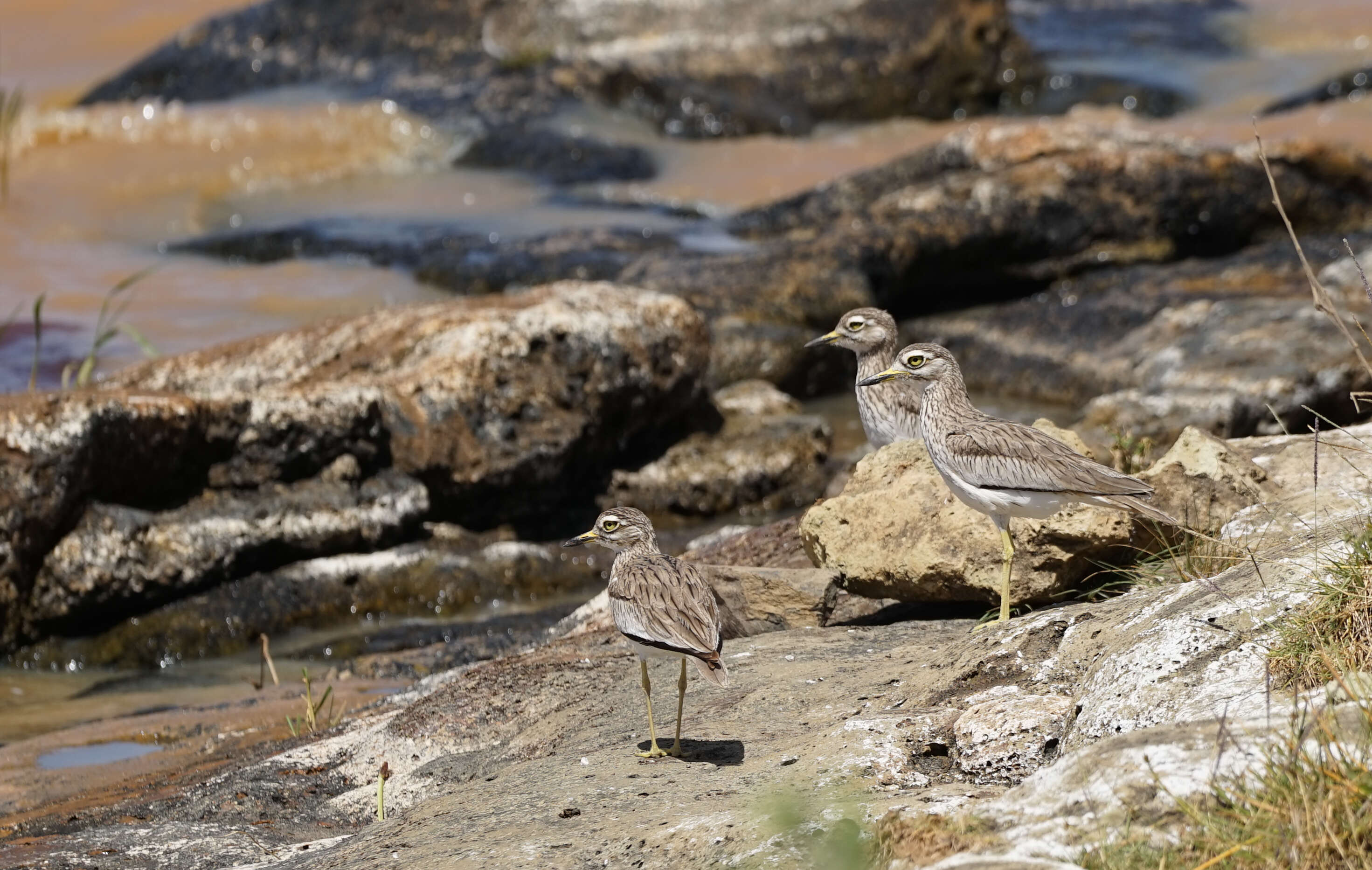 Image of Senegal Thick-knee