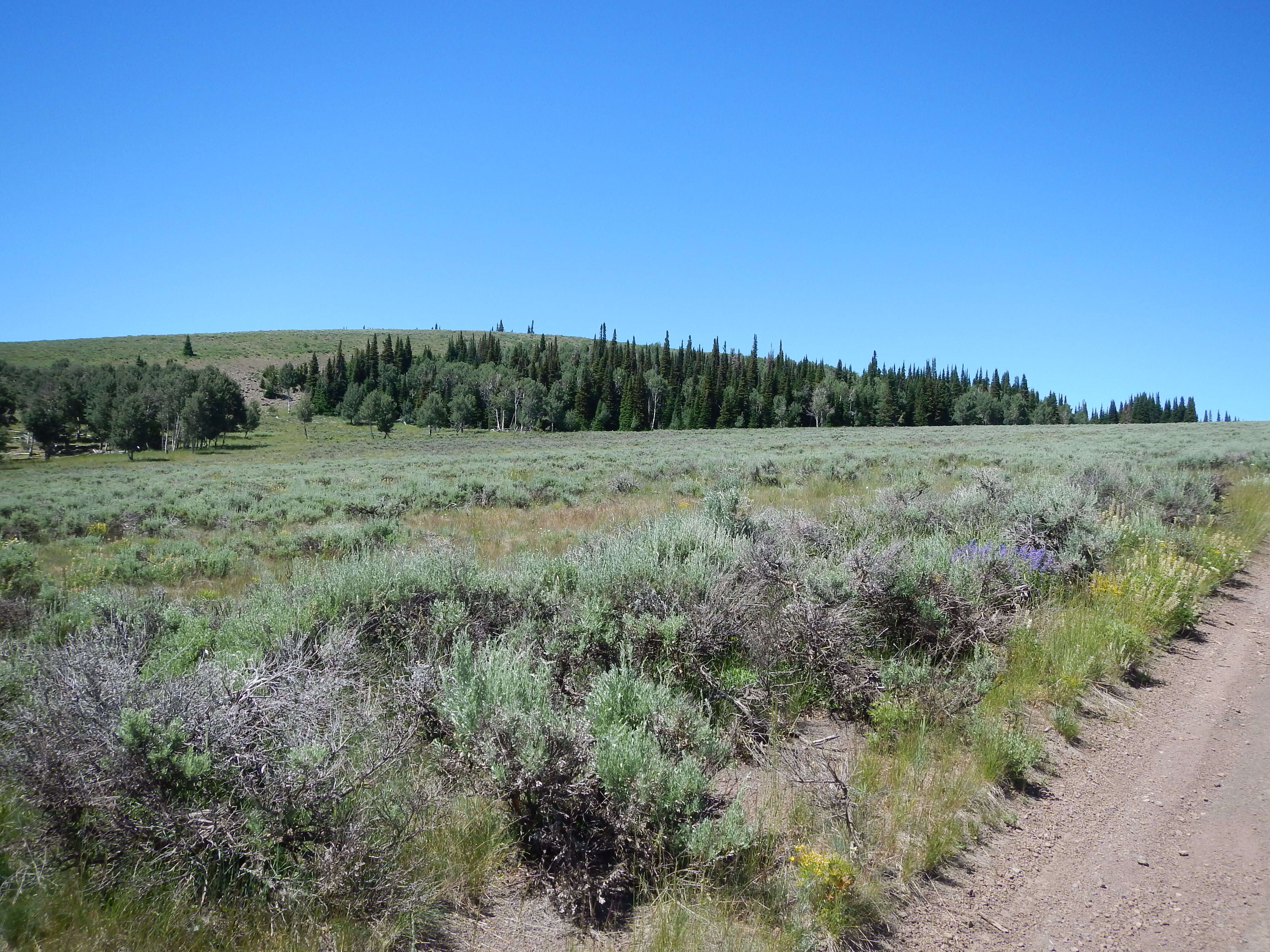 Image of quaking aspen