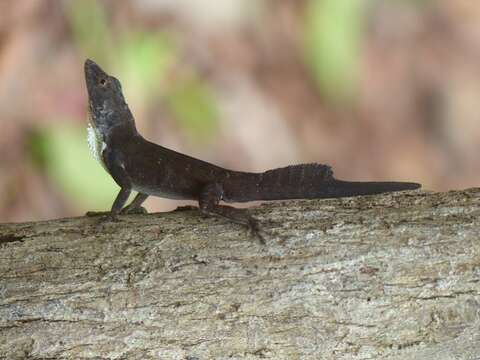 Image of Sagua de Tanamo  Anole