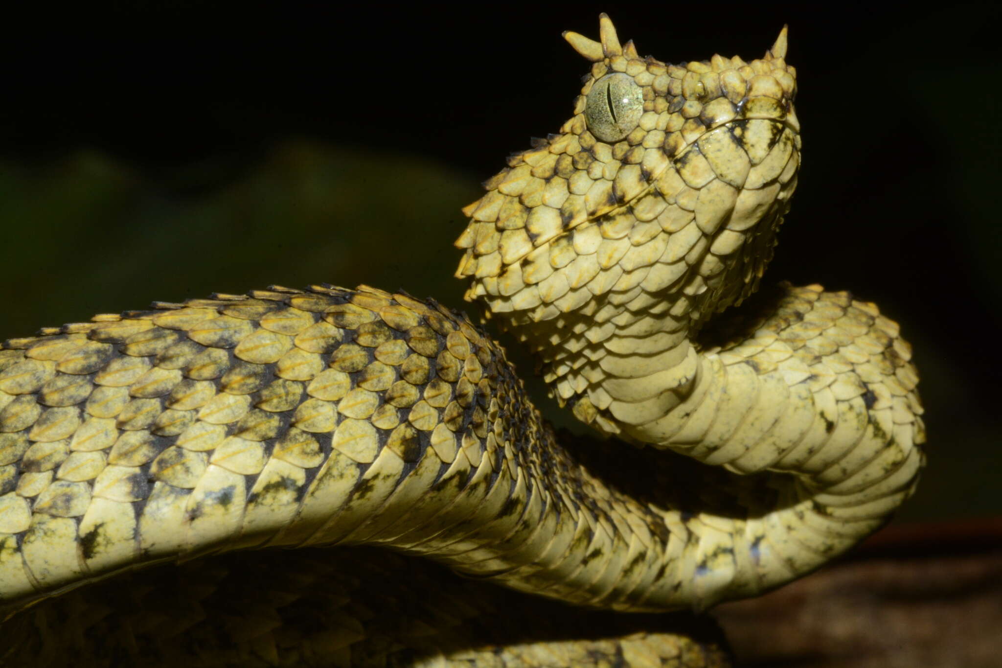 Imagem de Atheris ceratophora Werner 1896