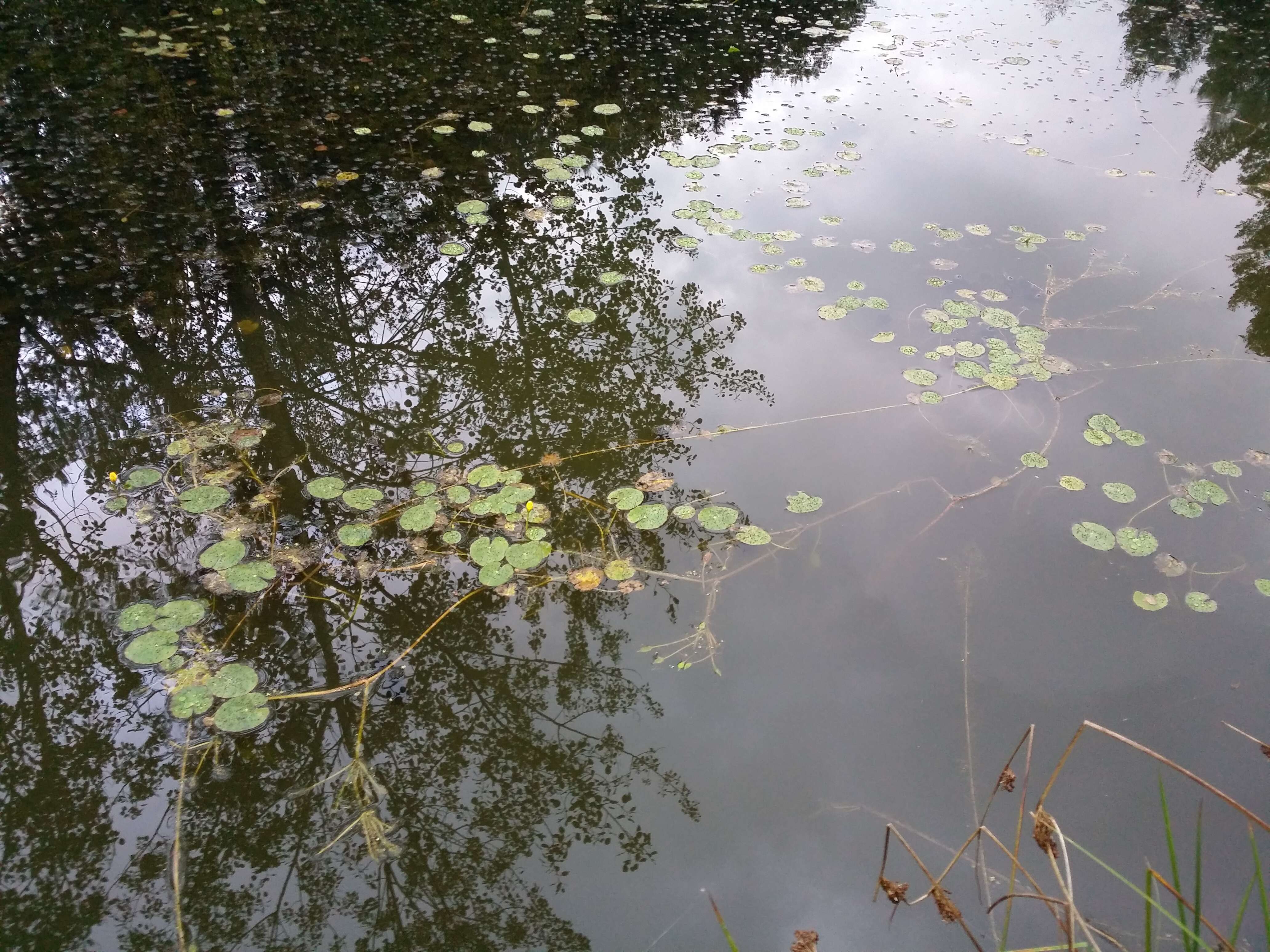 Image of yellow floatingheart