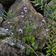 Image of Water Mint