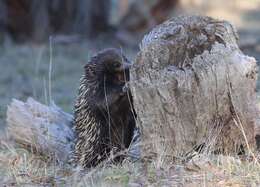 Image of echidnas