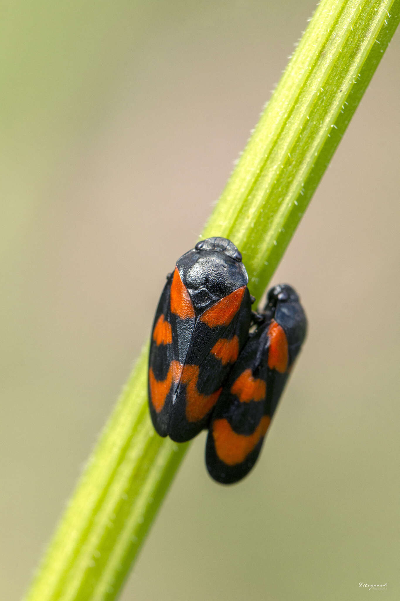 Image of Red-and-black Froghopper