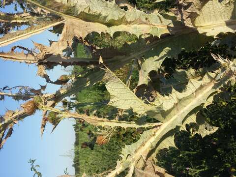 Image of Cotton Thistle