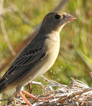 Image of Brown-headed Bunting