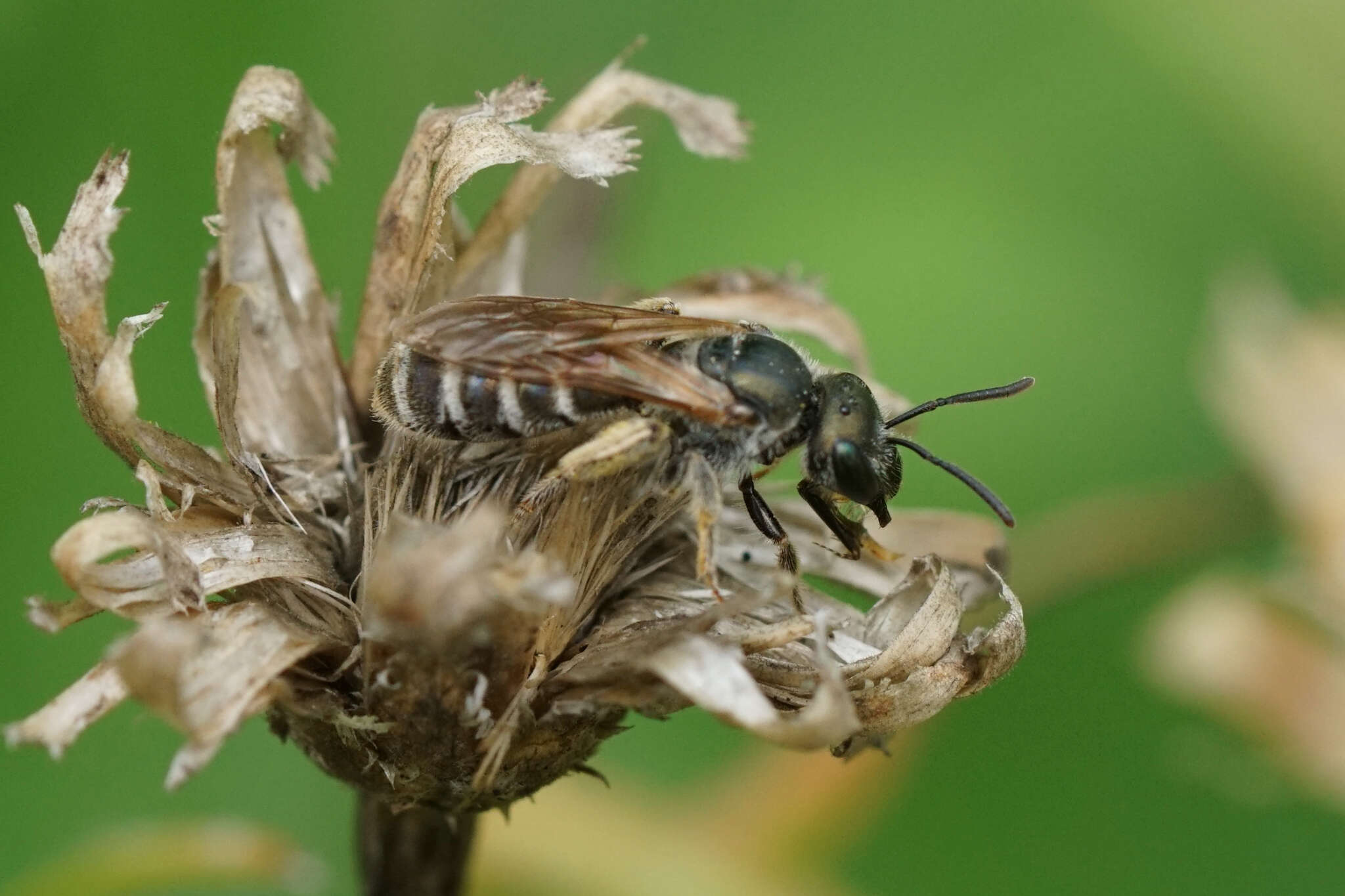 Image of Halictus confusus Smith 1853