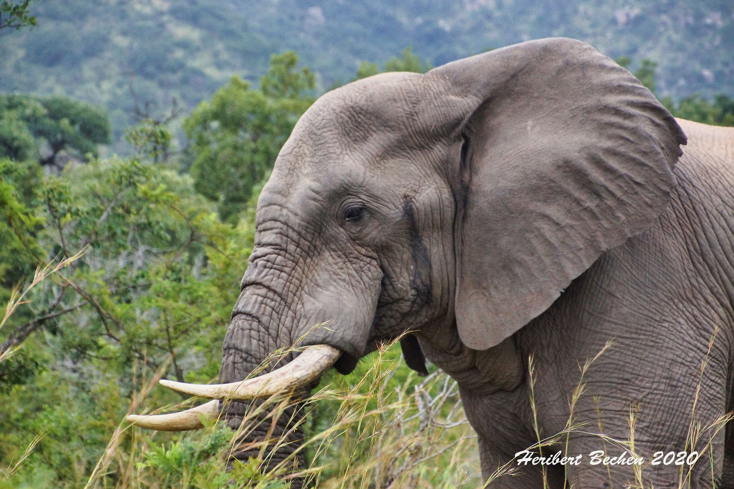 Image of African elephant