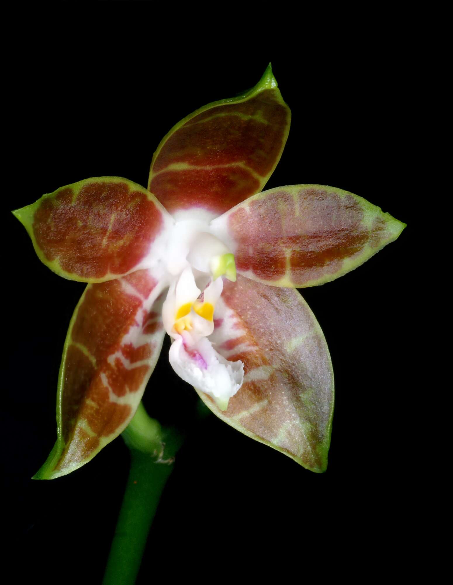 Image of Phalaenopsis venosa Shim & Fowlie