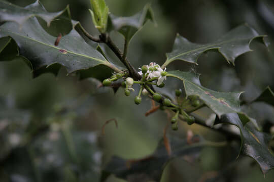 Image of English holly