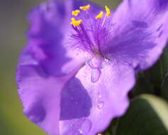 Слика од Tradescantia ohiensis Raf.