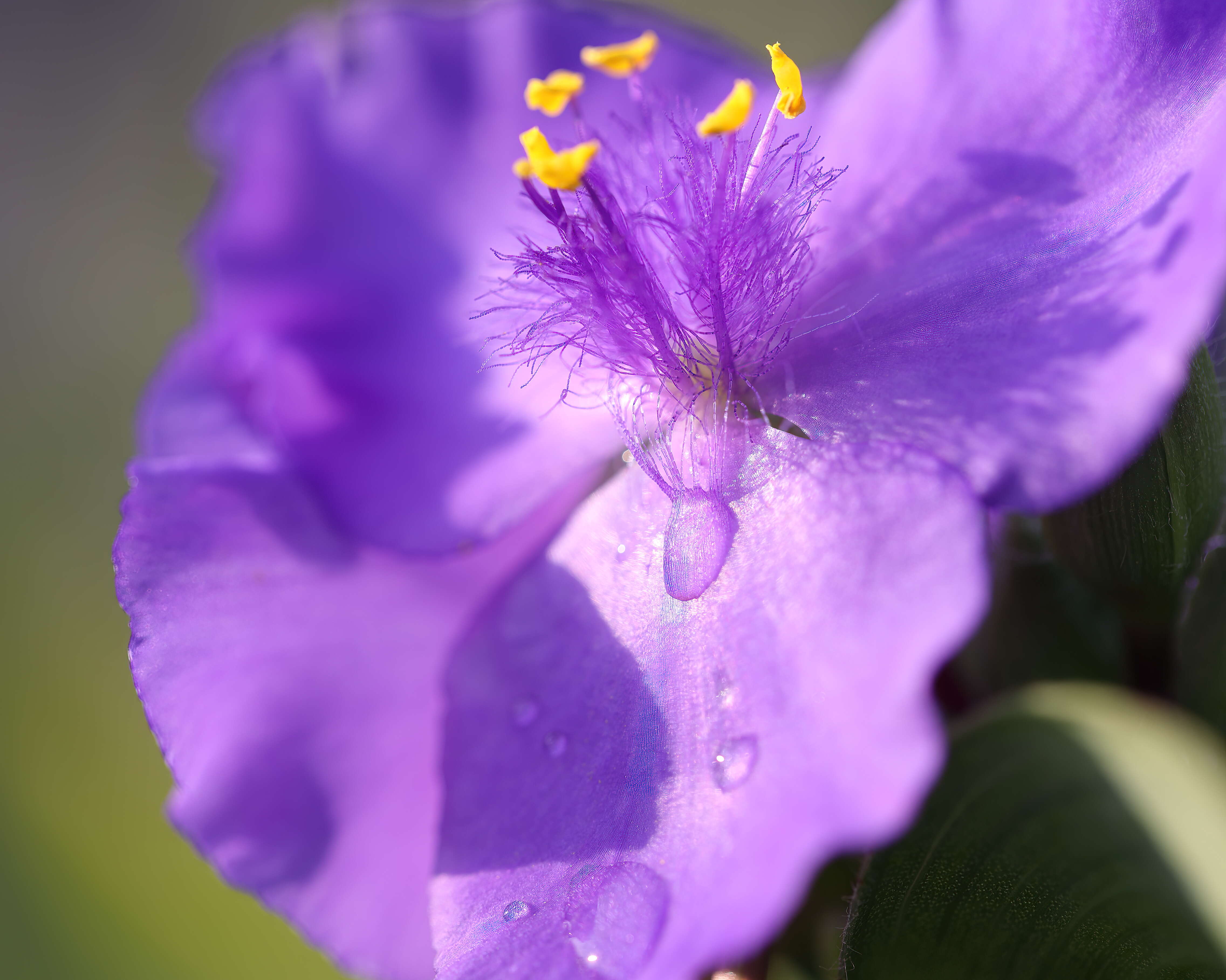 Слика од Tradescantia ohiensis Raf.