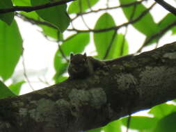 Image of Maritime Striped Squirrel