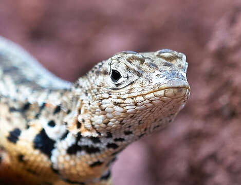 Image of Galapagos Lava Lizard