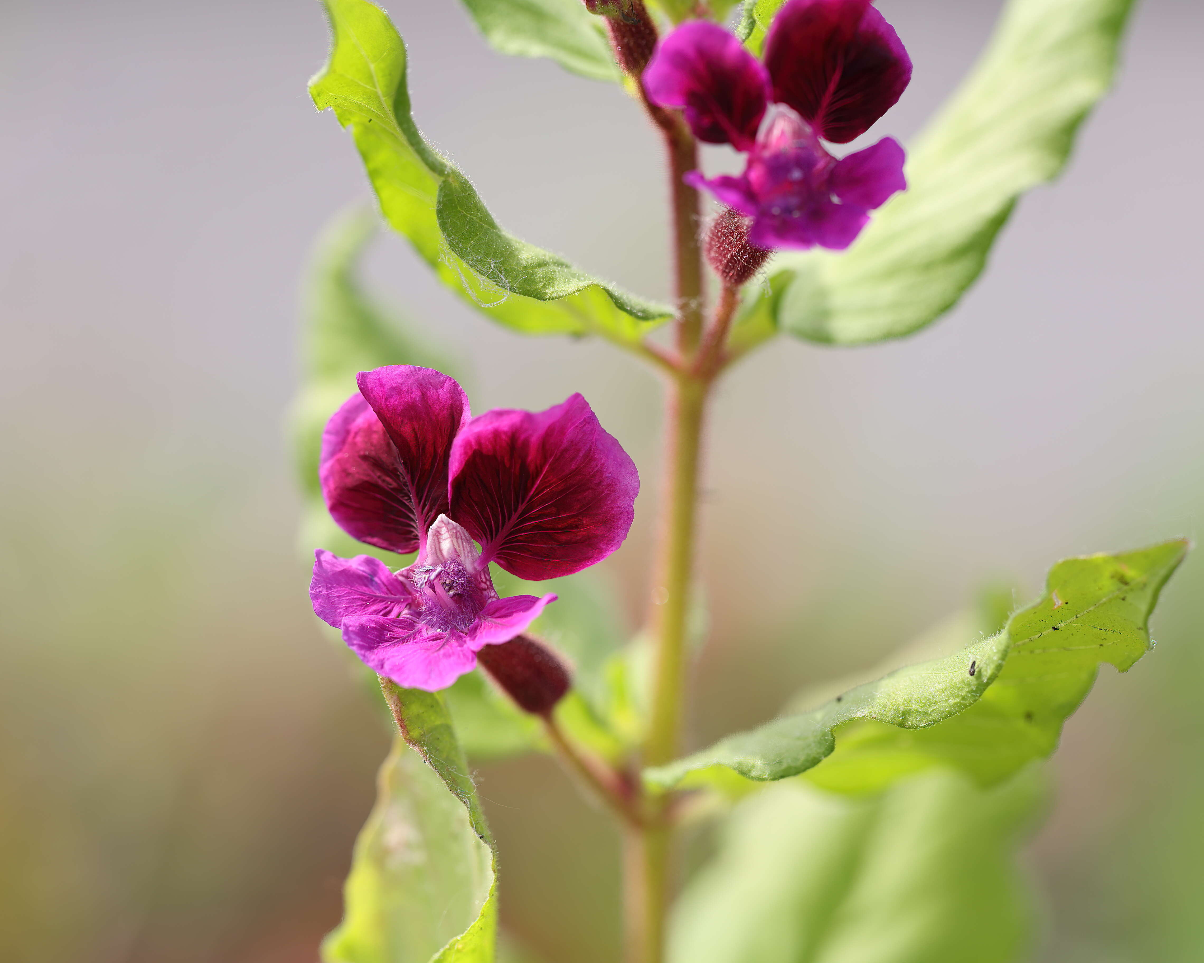 Image of blue waxweed