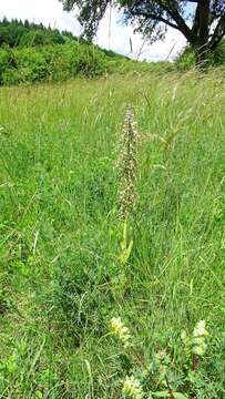 Image of Lizard orchid