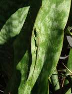 Image of Cuban green anole