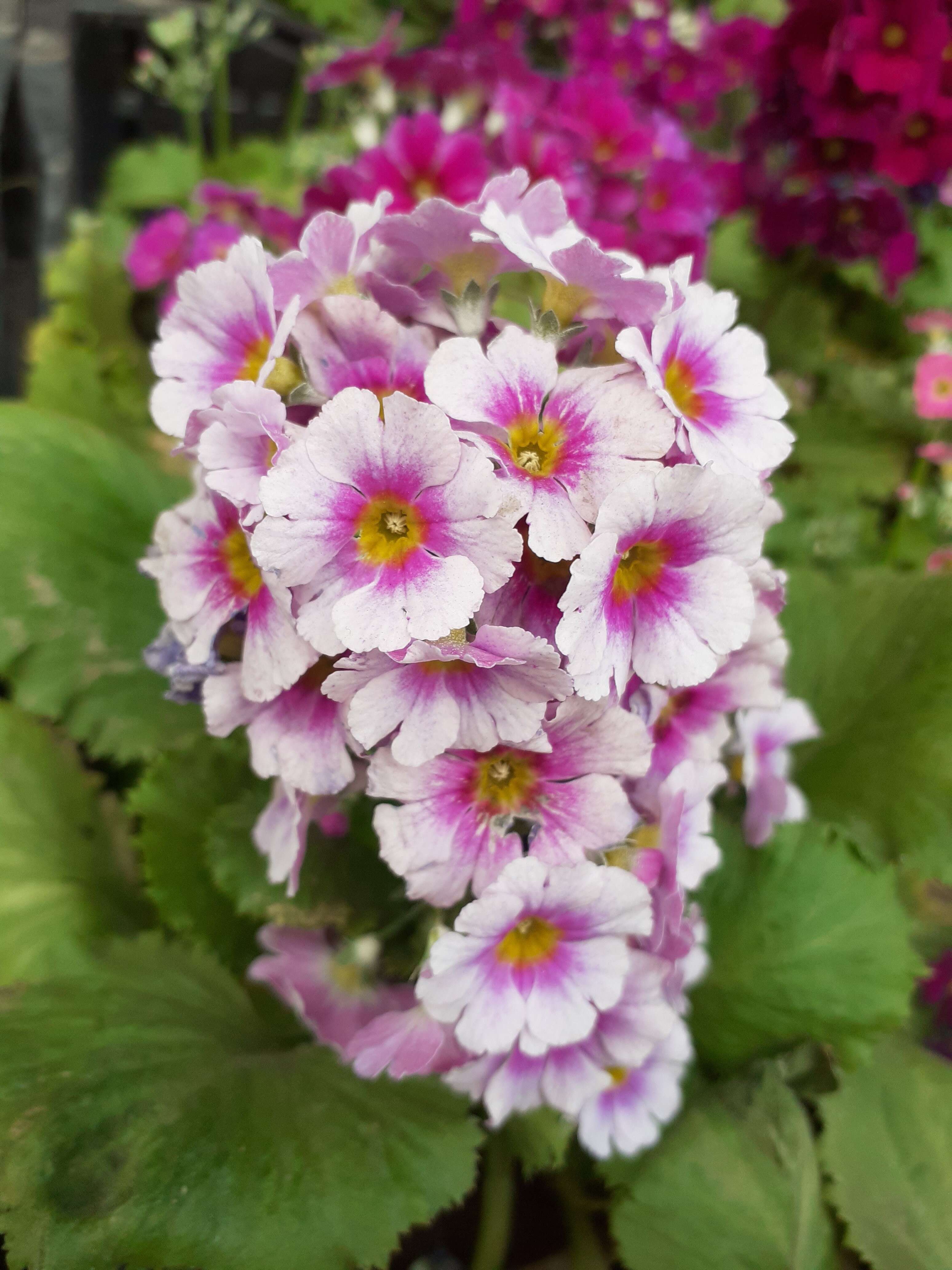 Image of cineraria