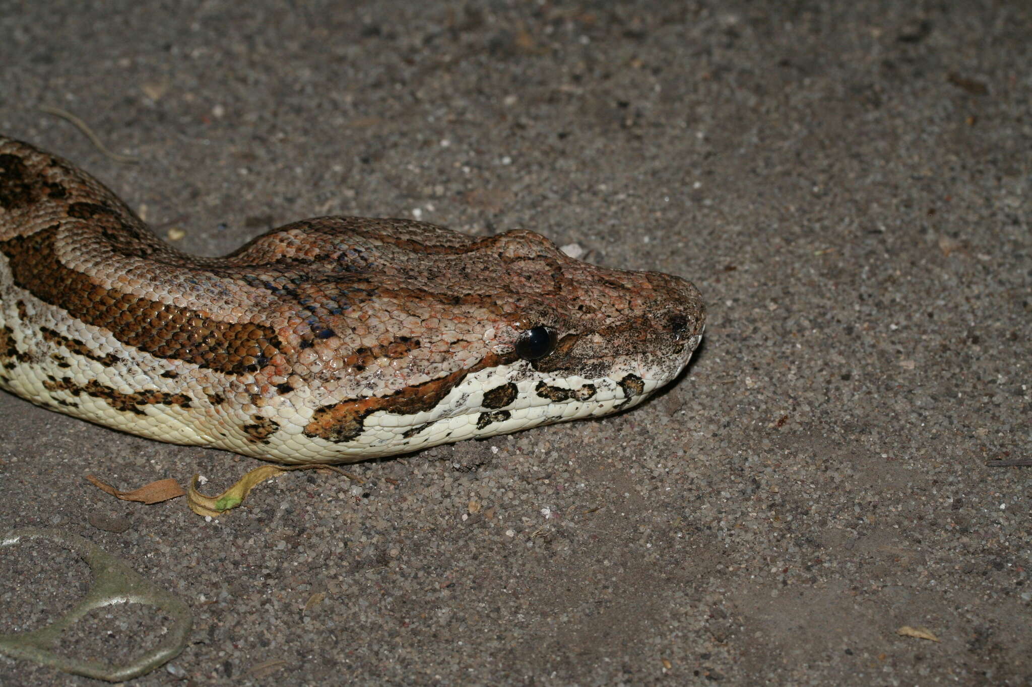 Image of Dumeril's Boa