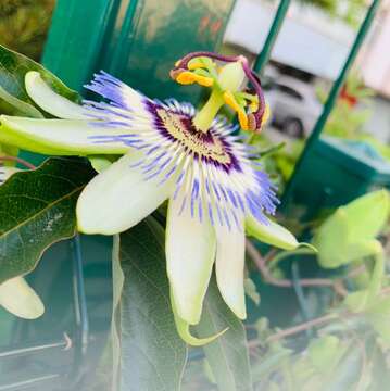 Image de Passiflora caerulea L.