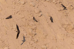 Image of Grey-throated Martin