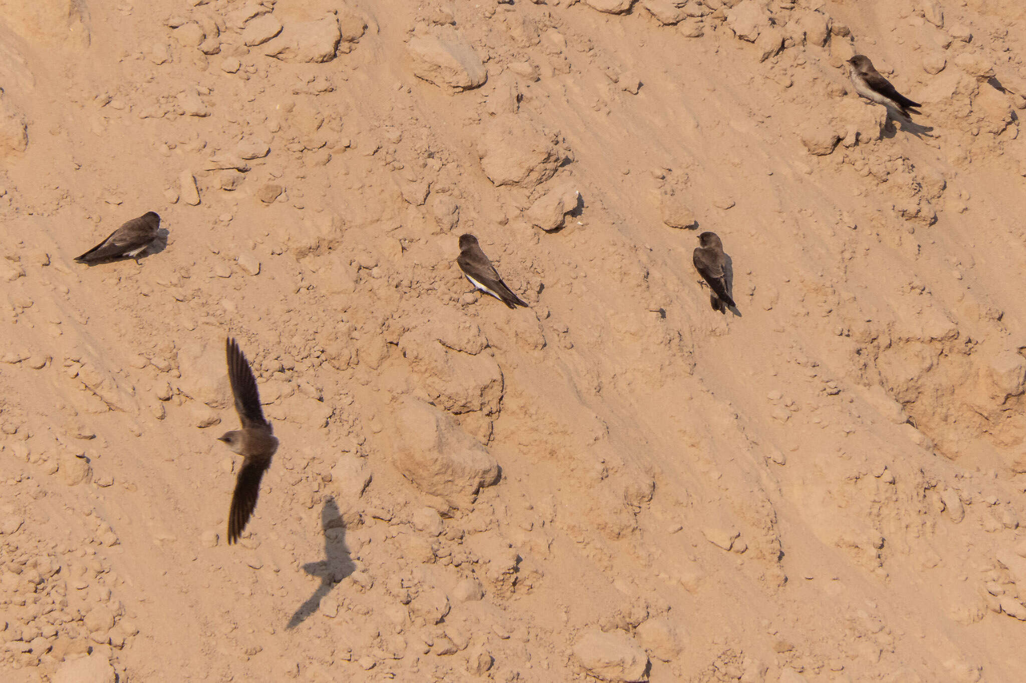 Image of Grey-throated Martin