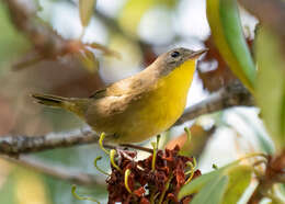 Geothlypis trichas (Linnaeus 1766) resmi