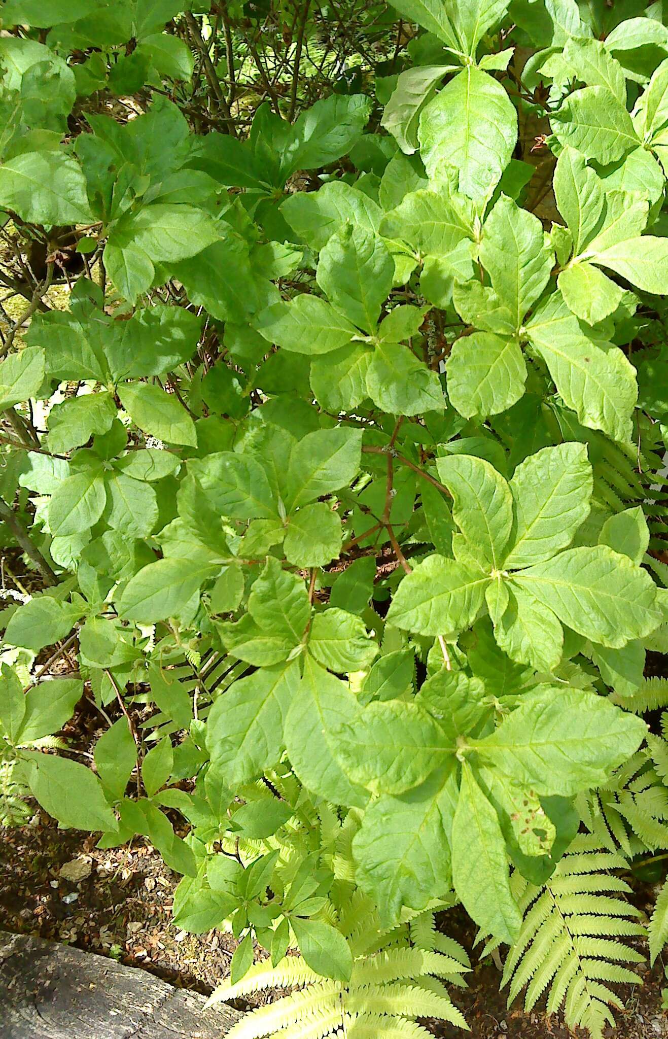 Image of Rhododendron albrechtii Maxim.