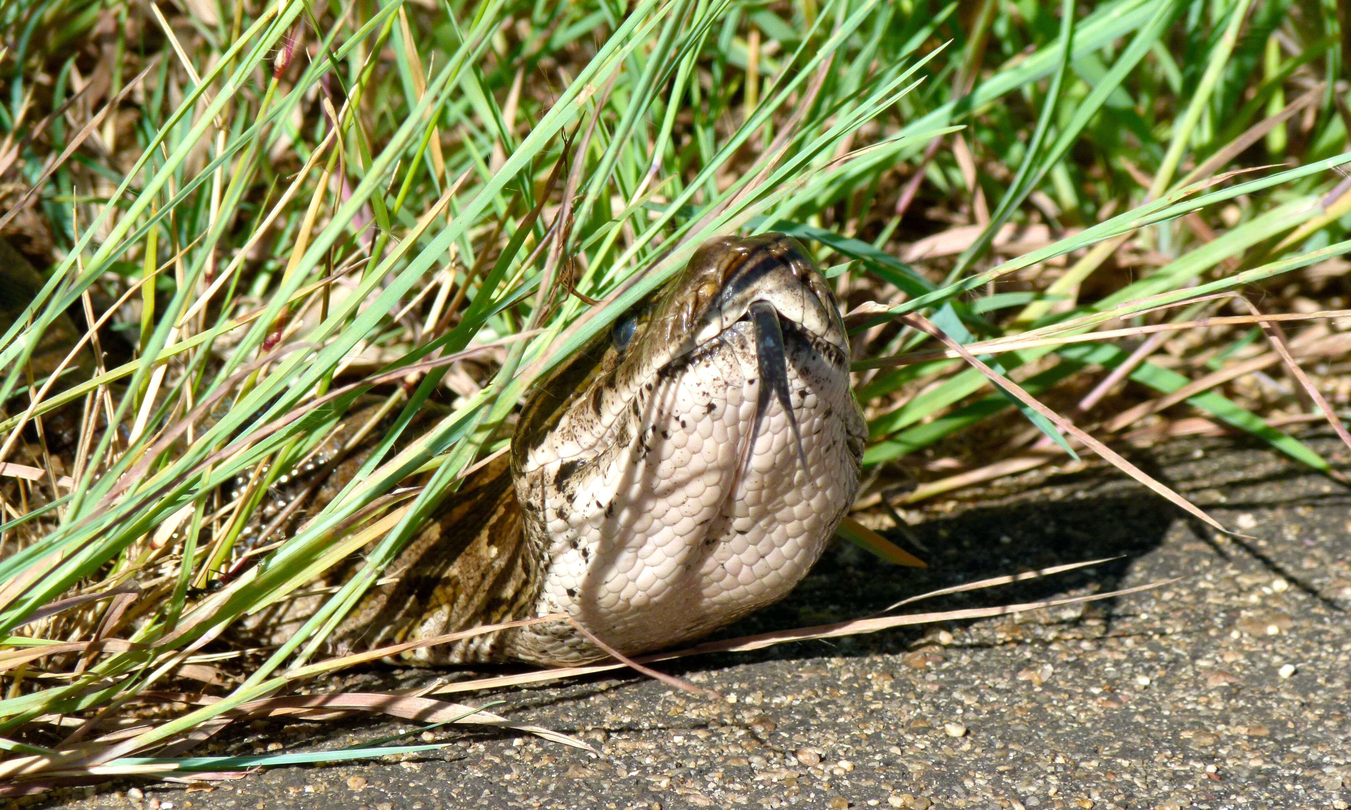 Image de Python natalensis A. Smith 1840