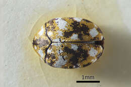 Image of Furniture Carpet Beetle