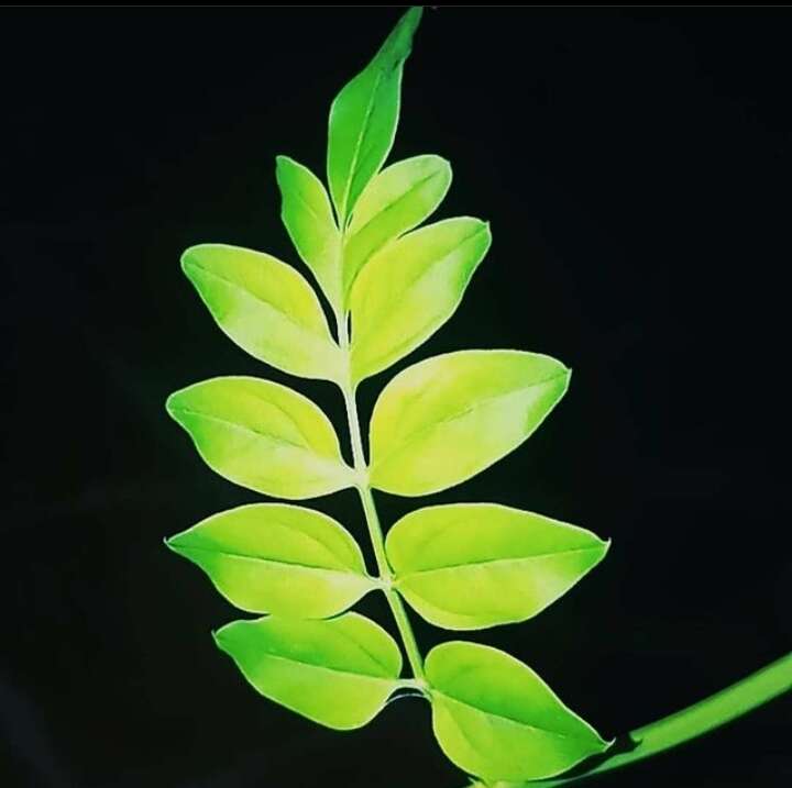 Image of Jasminum grandiflorum L.