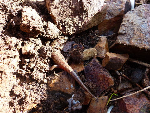 Image of <i>Speleomantes genei</i>