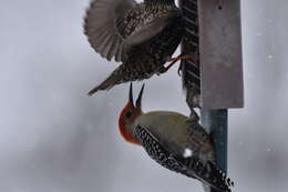 Image of Red-bellied Woodpecker