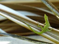 Image of Cuban green anole