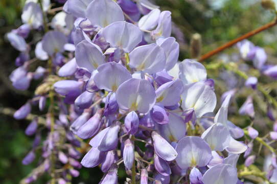 Image of Chinese wisteria