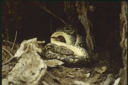 Image of Dumeril's Boa