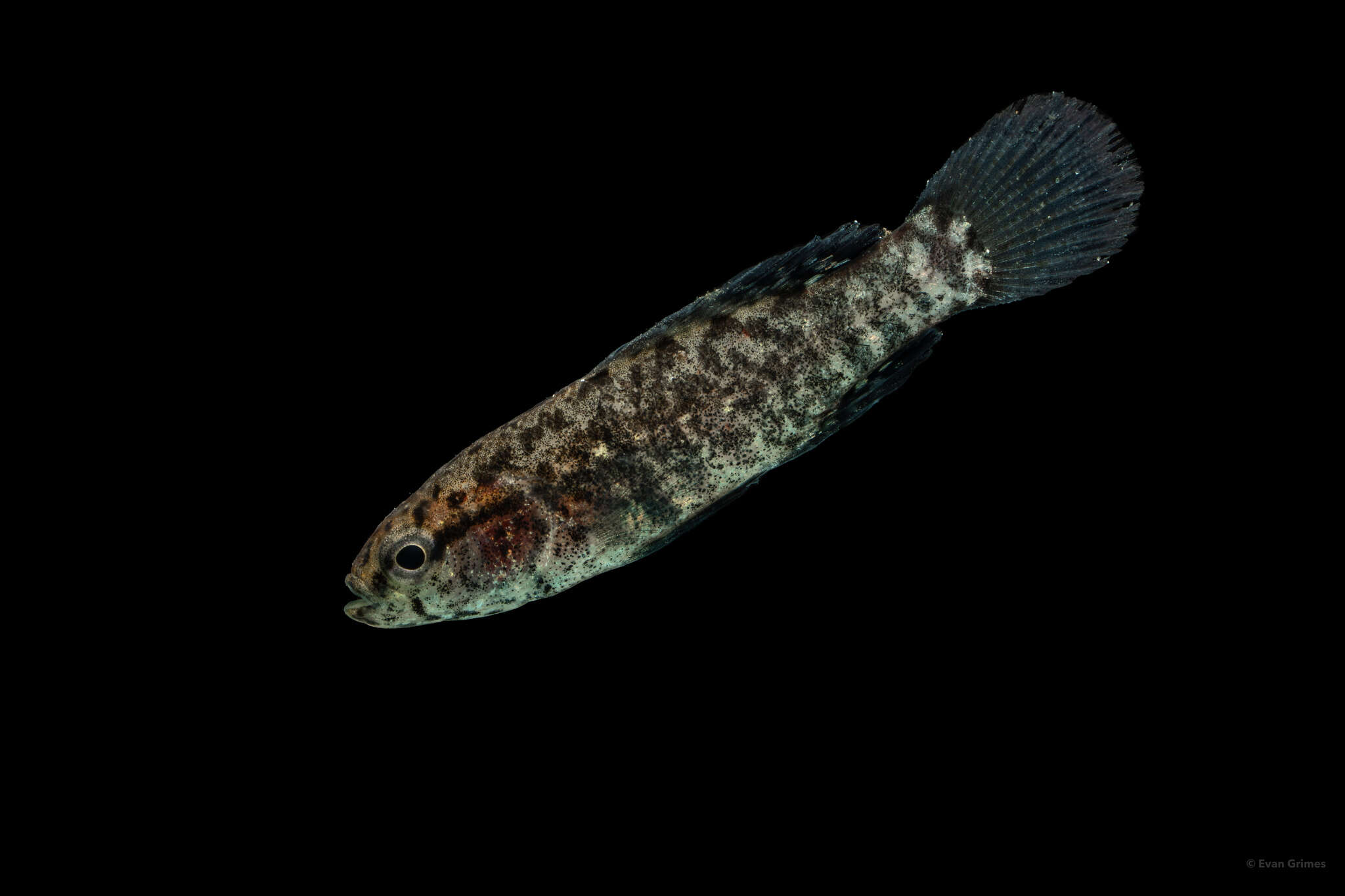Image of Banded Pygmy Sunfish